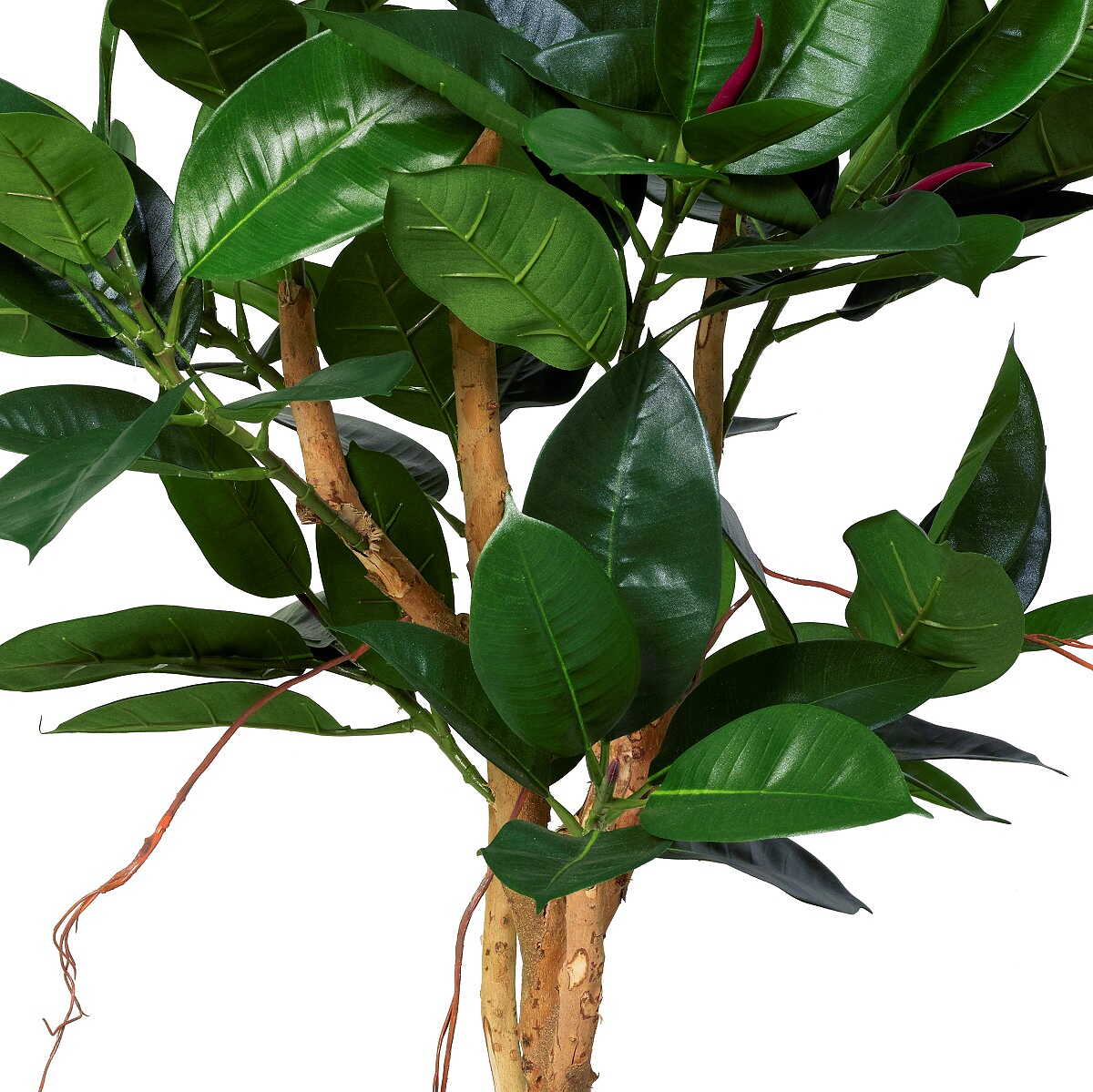 Robusta träd 120 - 170 cm