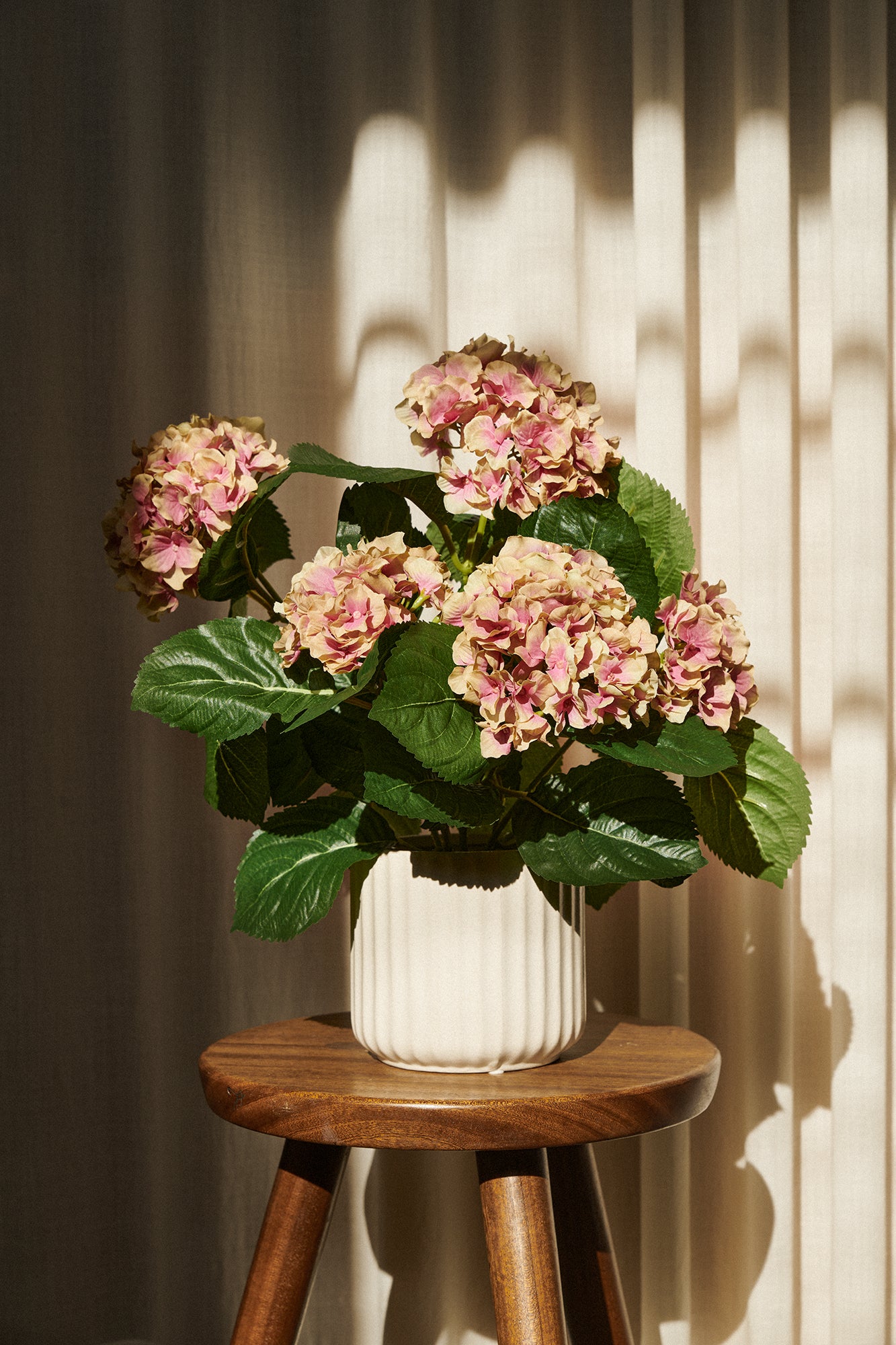Hortensia i kruka 40 cm, beige/ rosa