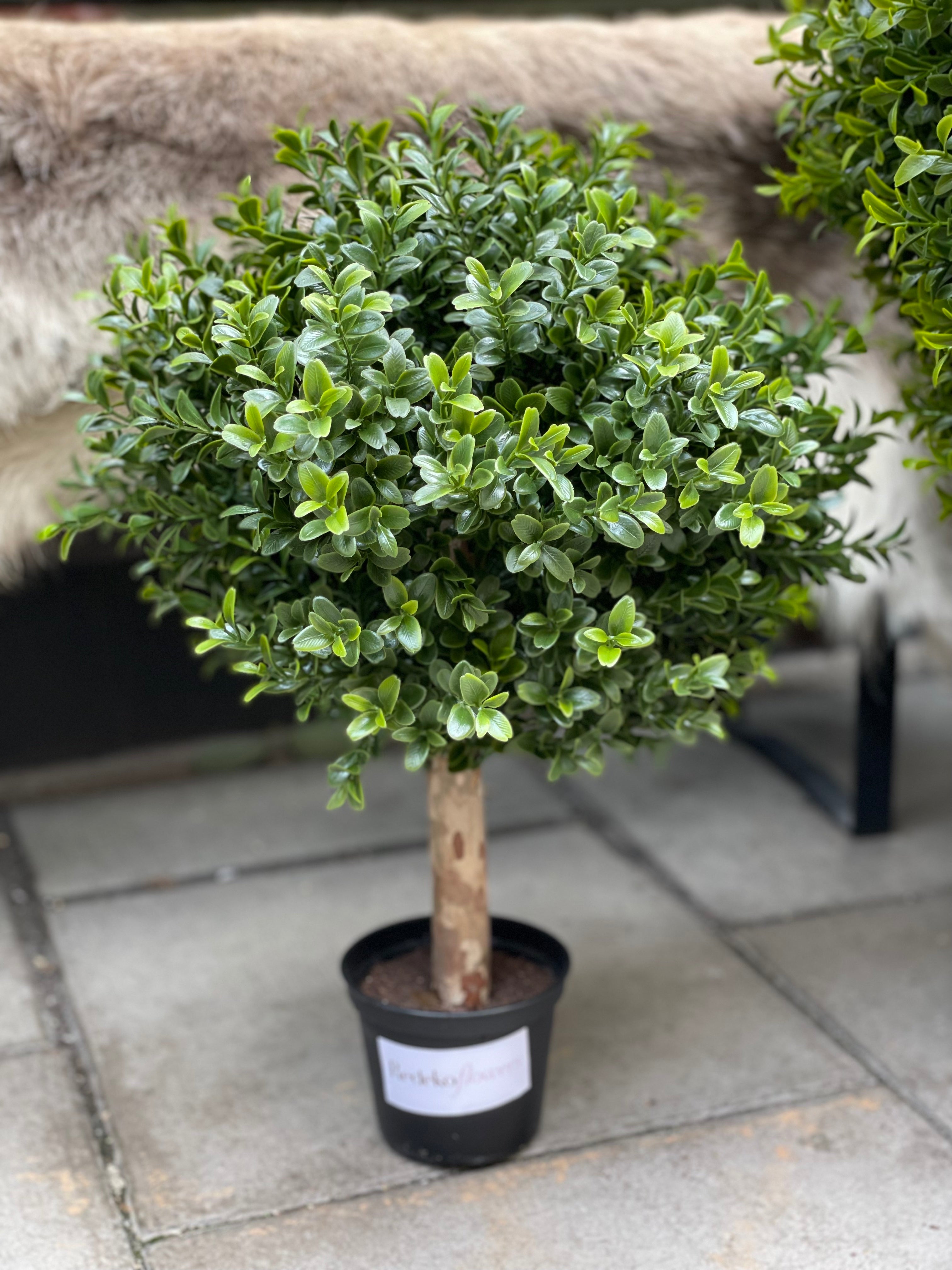 Buxbom UV, 35-80 cm