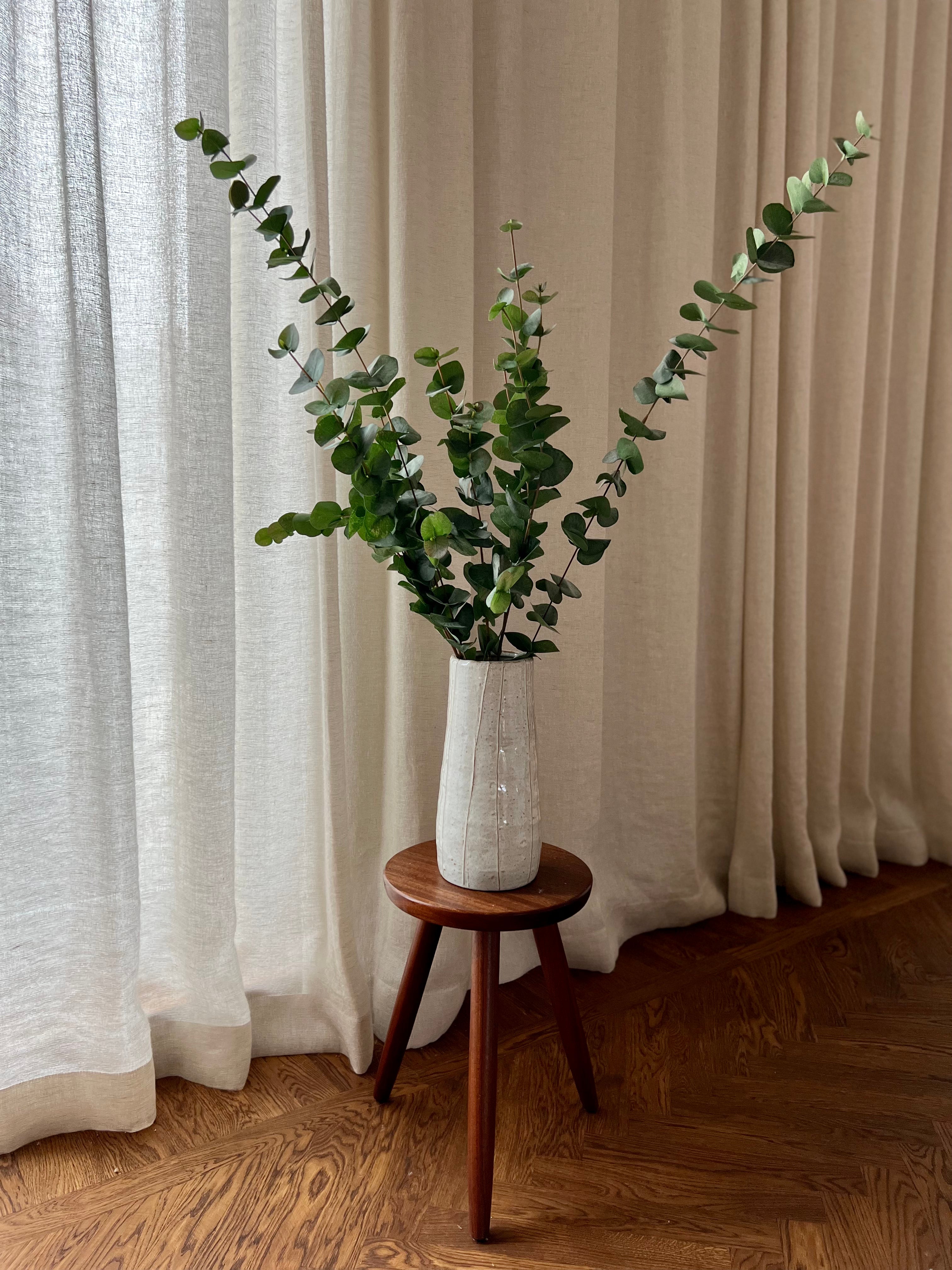Eucalyptus 60 - 120 cm