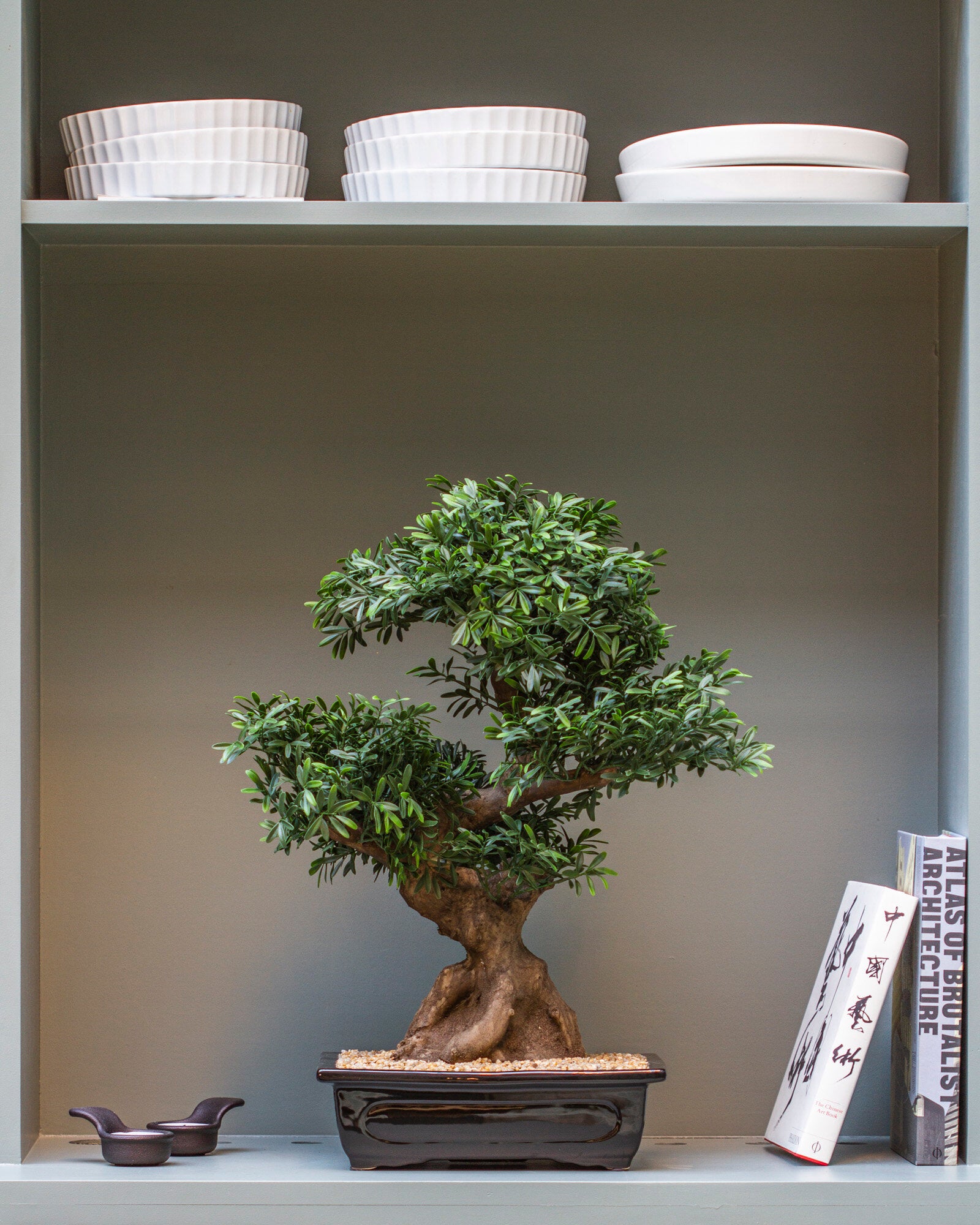 Bonsaiträd 70 cm