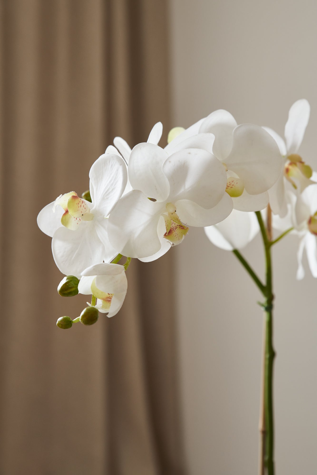 Orkidé i kruka 60 cm, vit