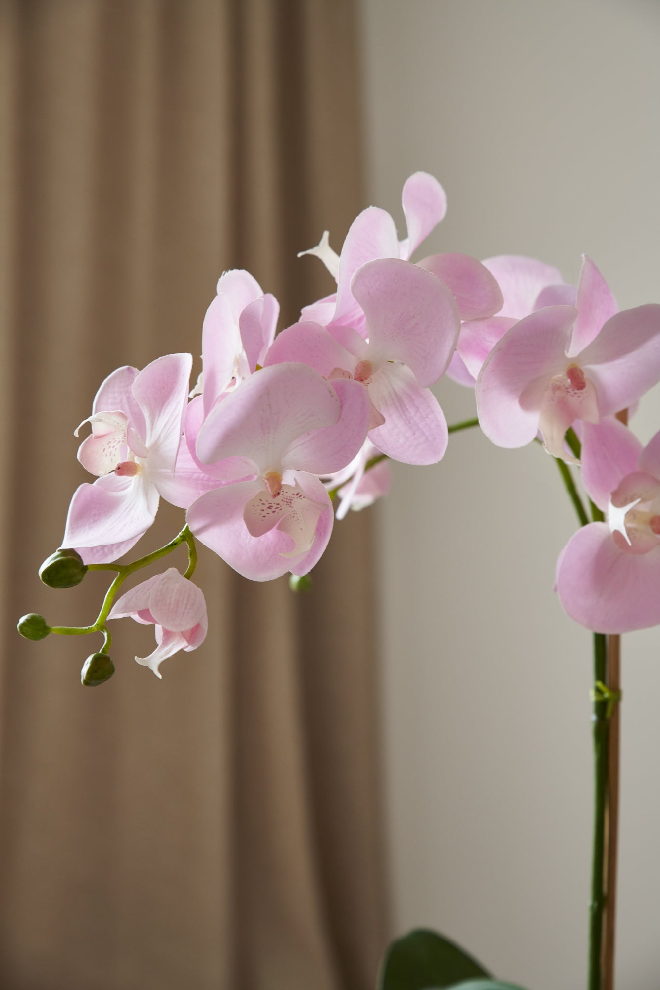 Orkidé i kruka 60 cm, ljusrosa