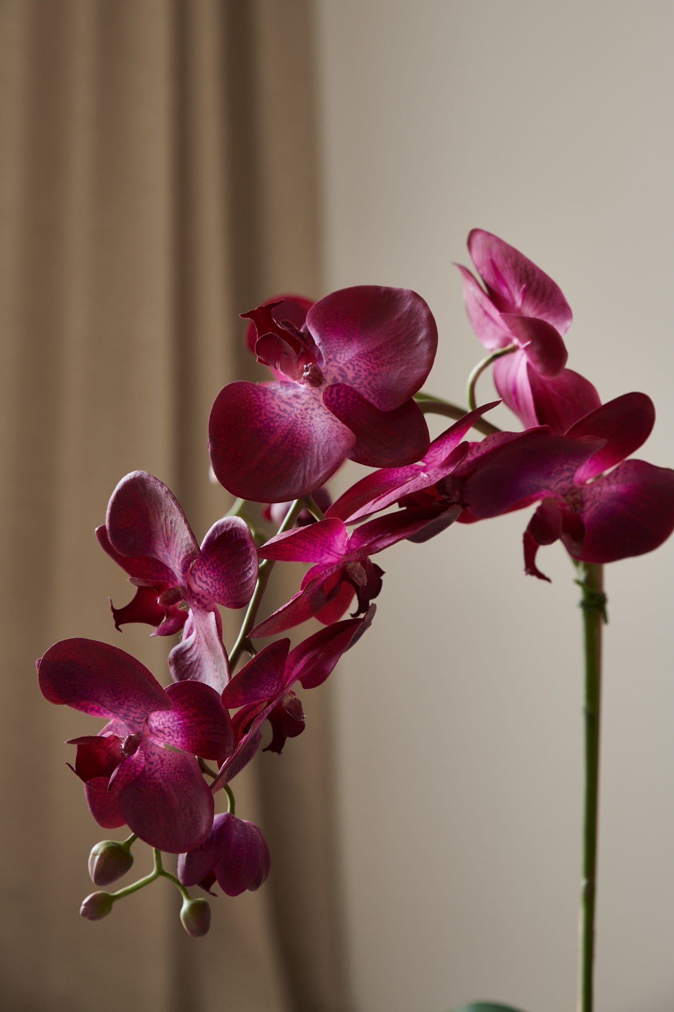 Orkidé i kruka 60 cm, mörkrosa
