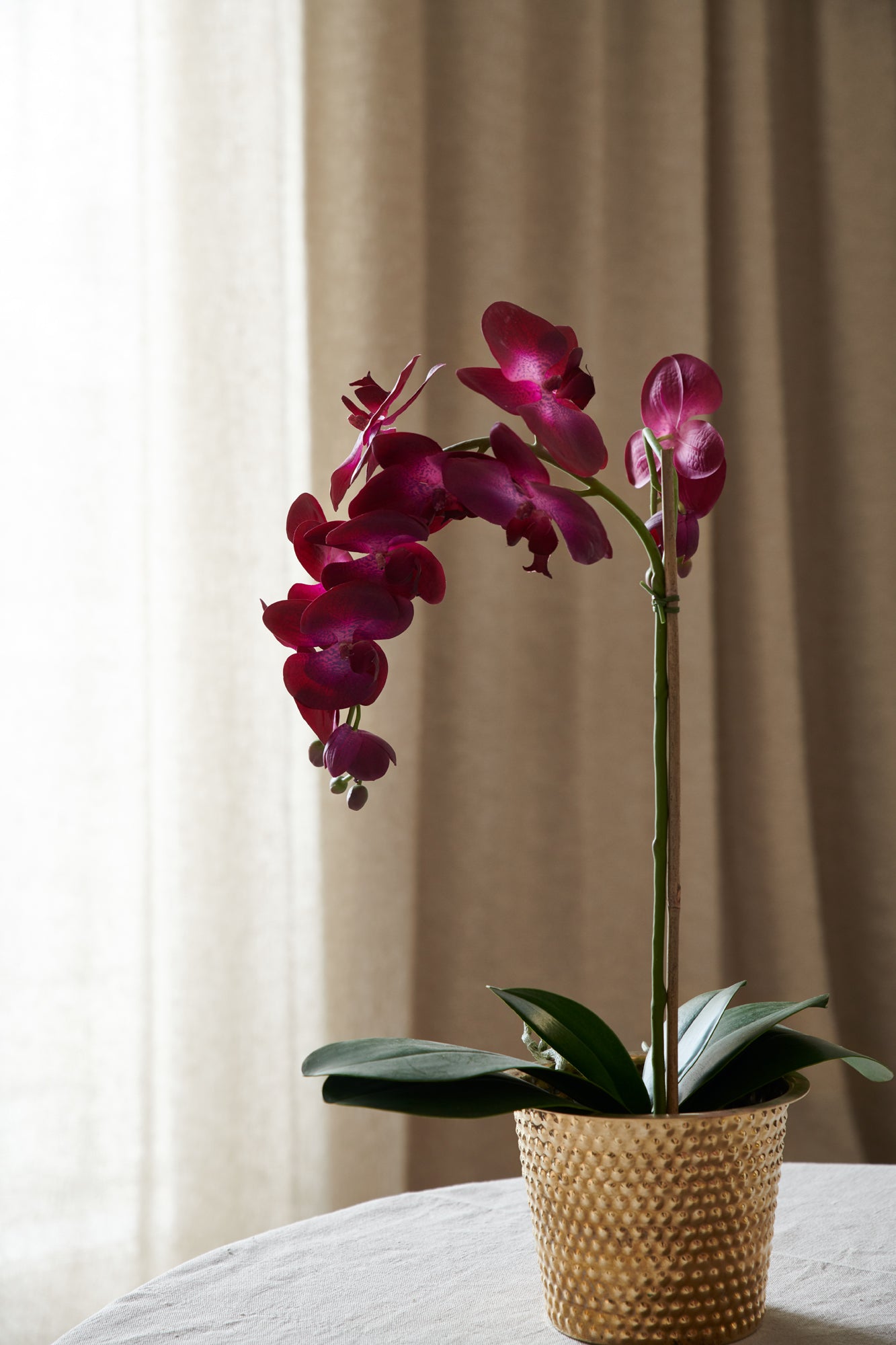 Orkidé i kruka 60 cm, mörkrosa