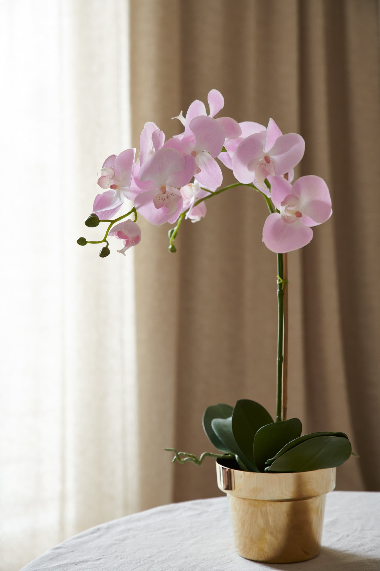 Orkidé i kruka 60 cm, ljusrosa