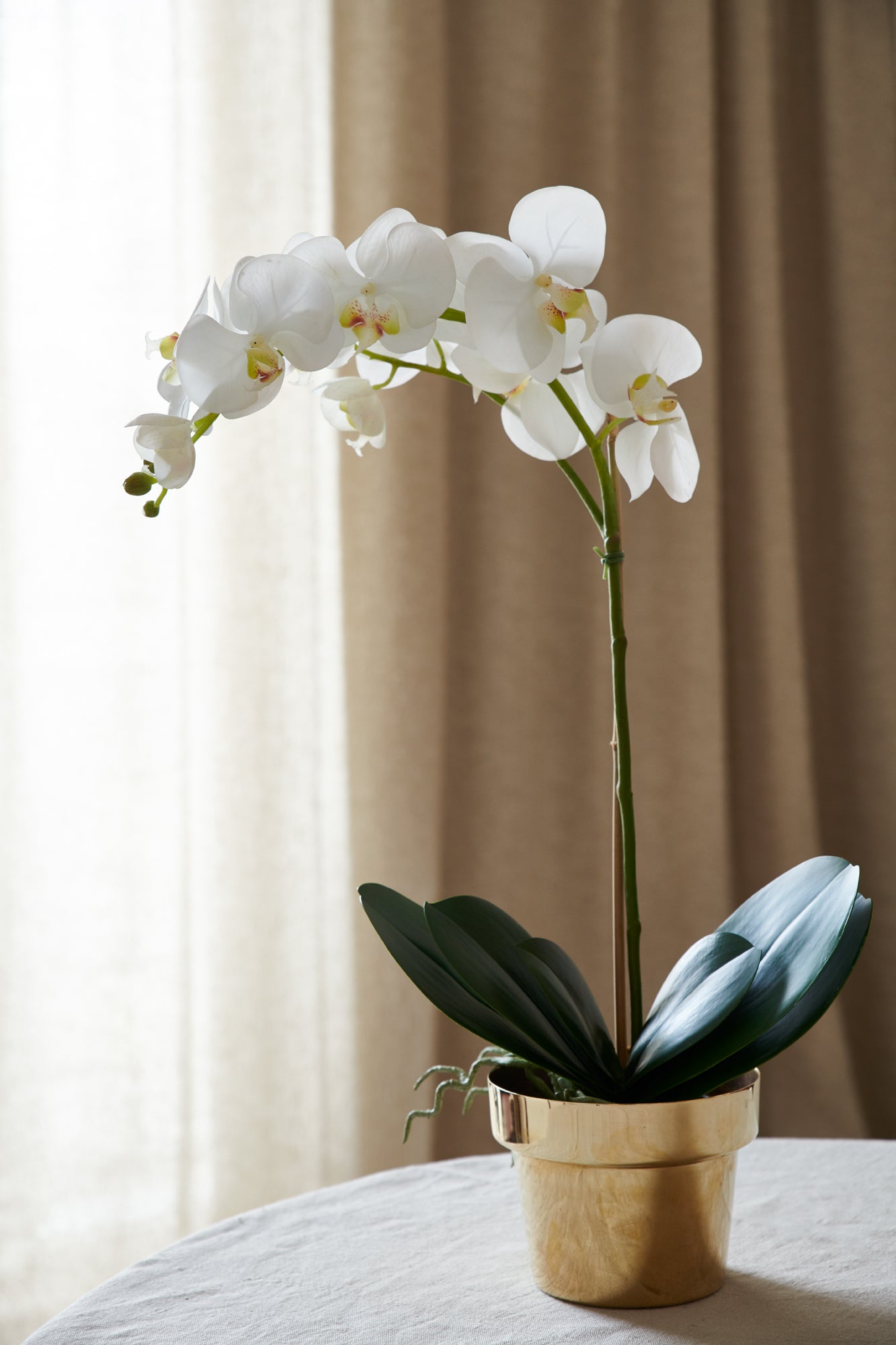 Orkidé i kruka 60 cm, vit