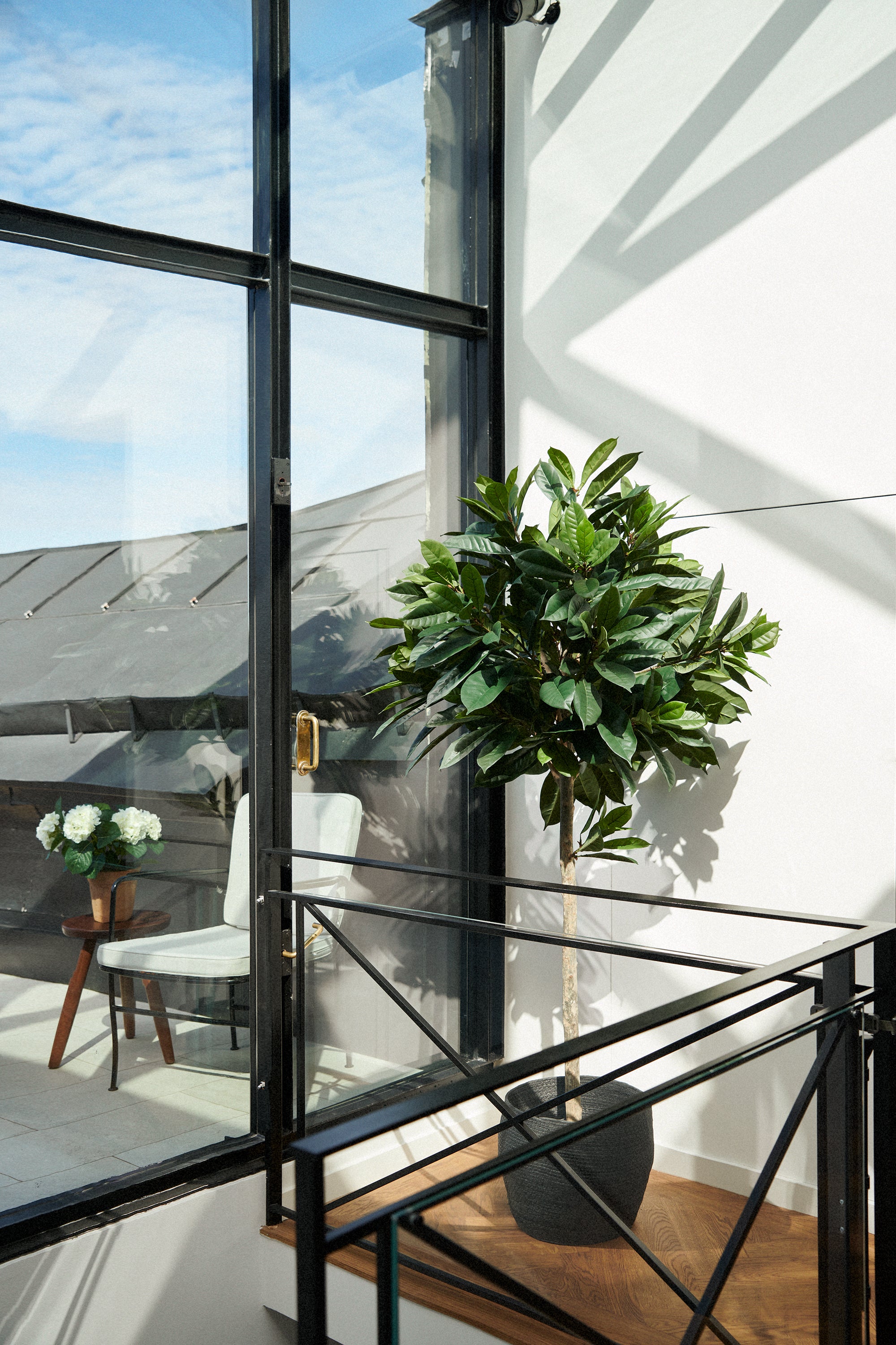 Cyathistipula-träd UV 180 cm