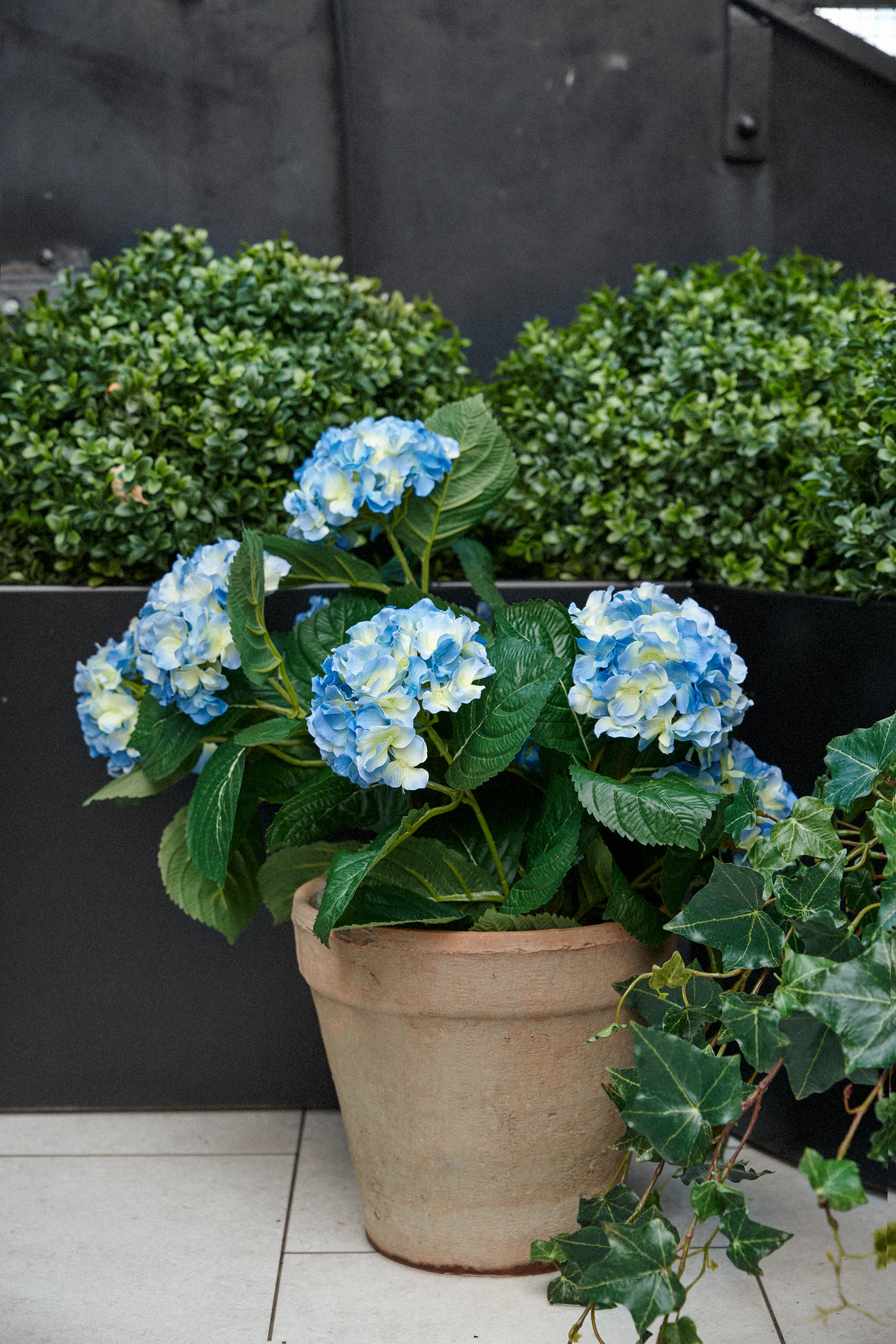 Hortensia i kruka 40 cm, ljusblå