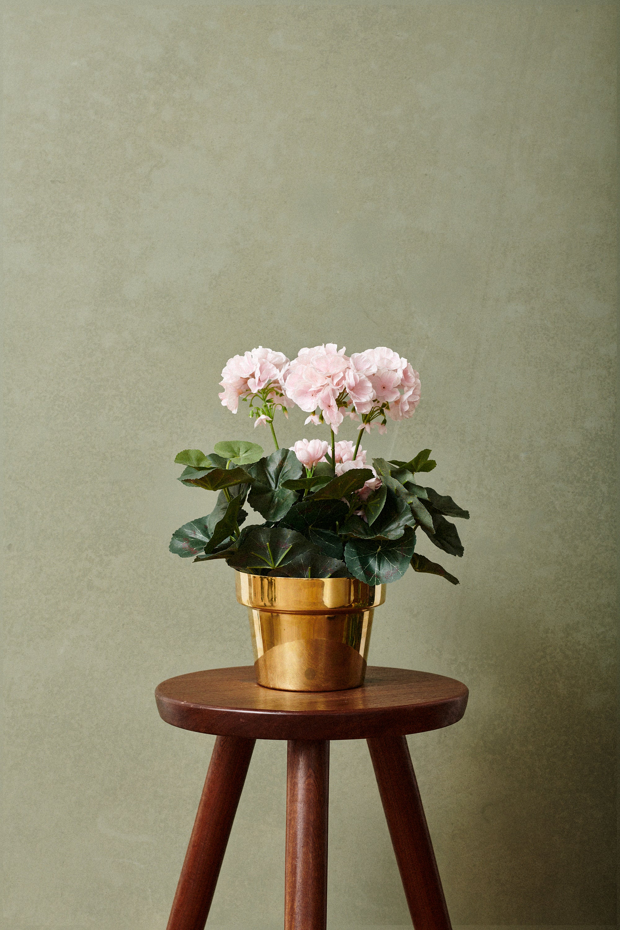 Pelargon UV 35 cm, vit/ ljusrosa/ röd