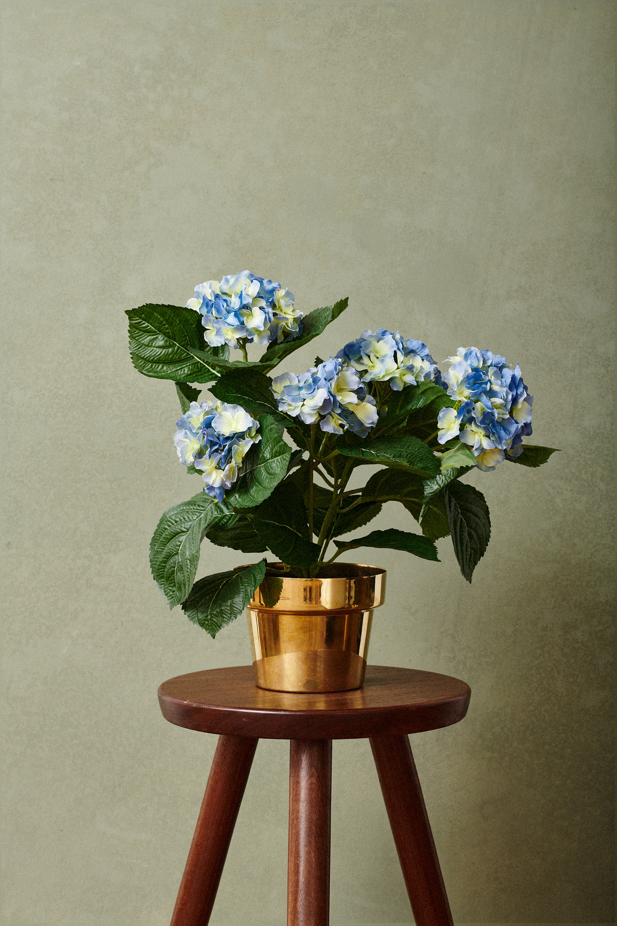 Hortensia i kruka 40 cm, ljusblå