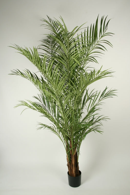 Areca palm UV 120-170 cm