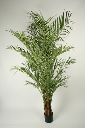 Areca palm UV 120-170 cm