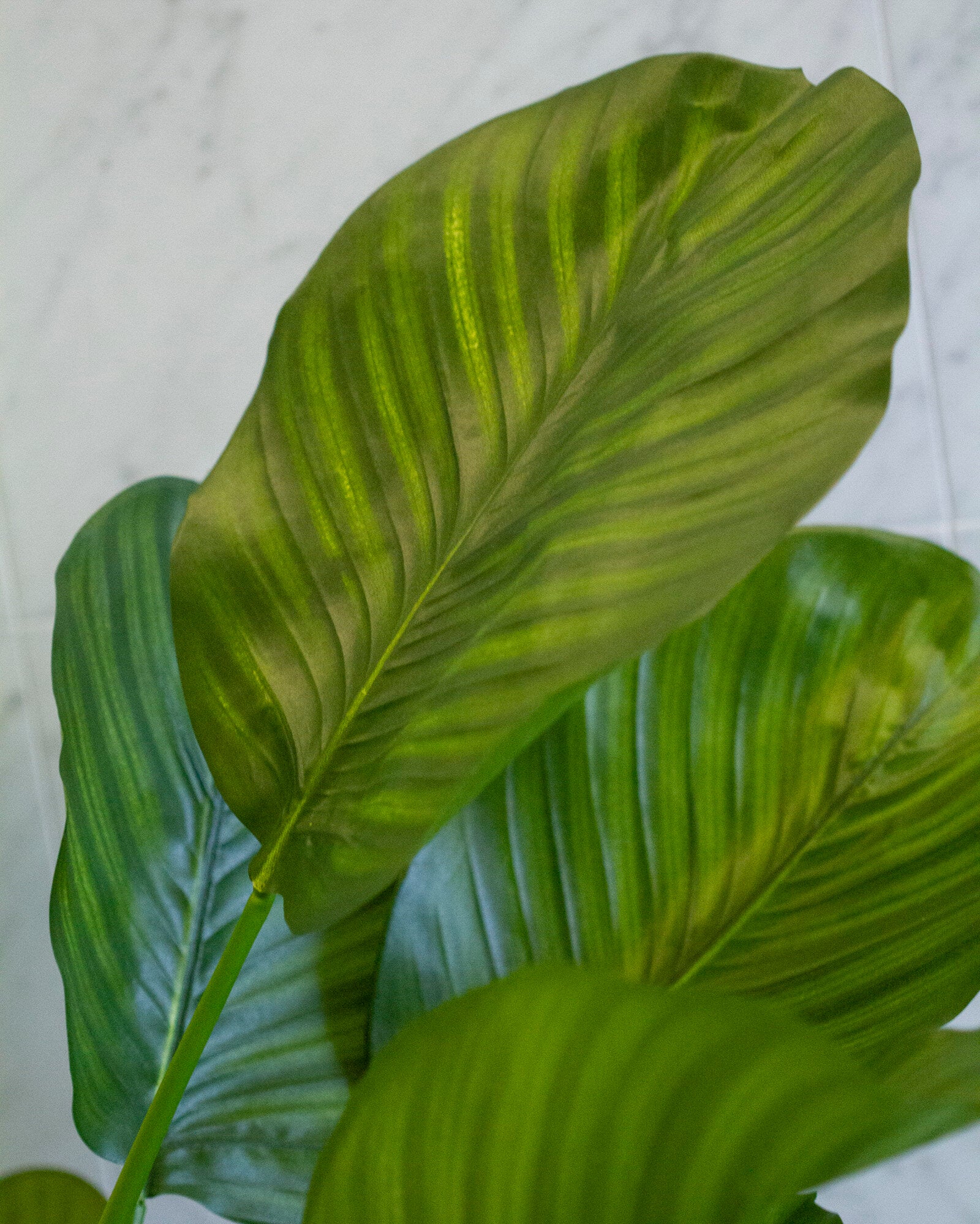 Calathea UV 72 cm