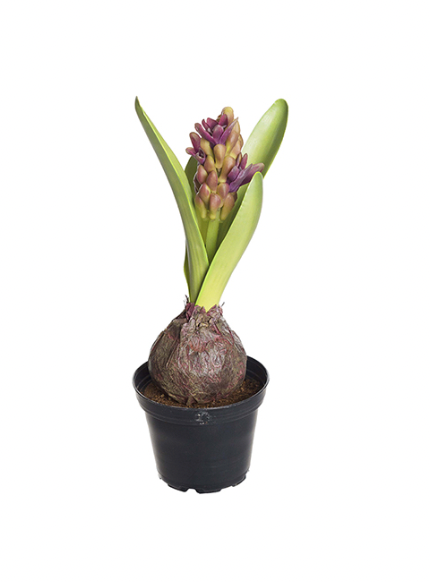 Hyacint 22 cm, Alla färger