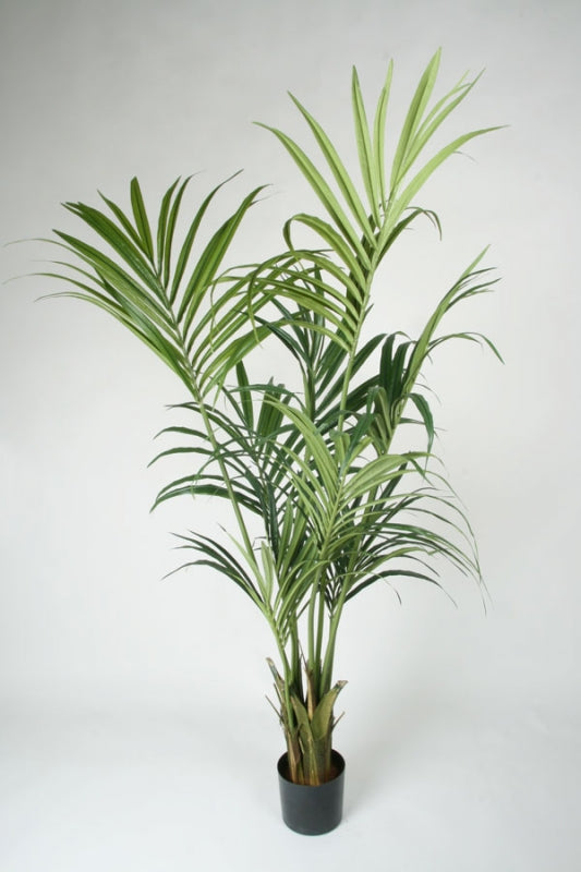 Kentia palm UV 120-200 cm
