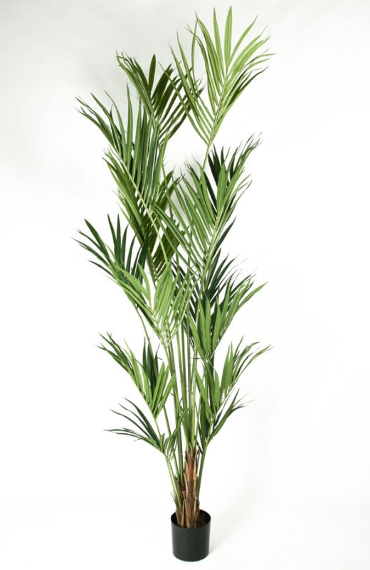 Kentia palm UV 120-200 cm