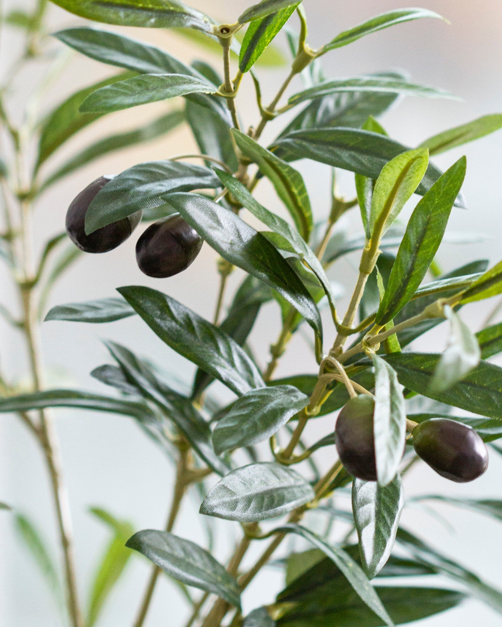 Olivträd UV 110-170 cm