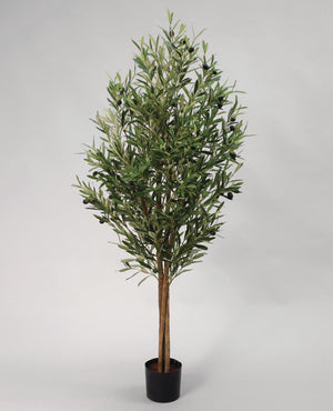 Olivträd UV 110-170 cm